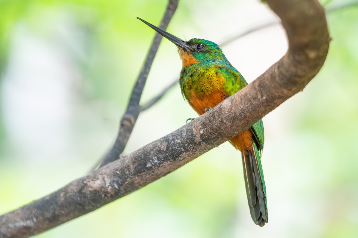 Green-tailed Jacamar - ML646311390