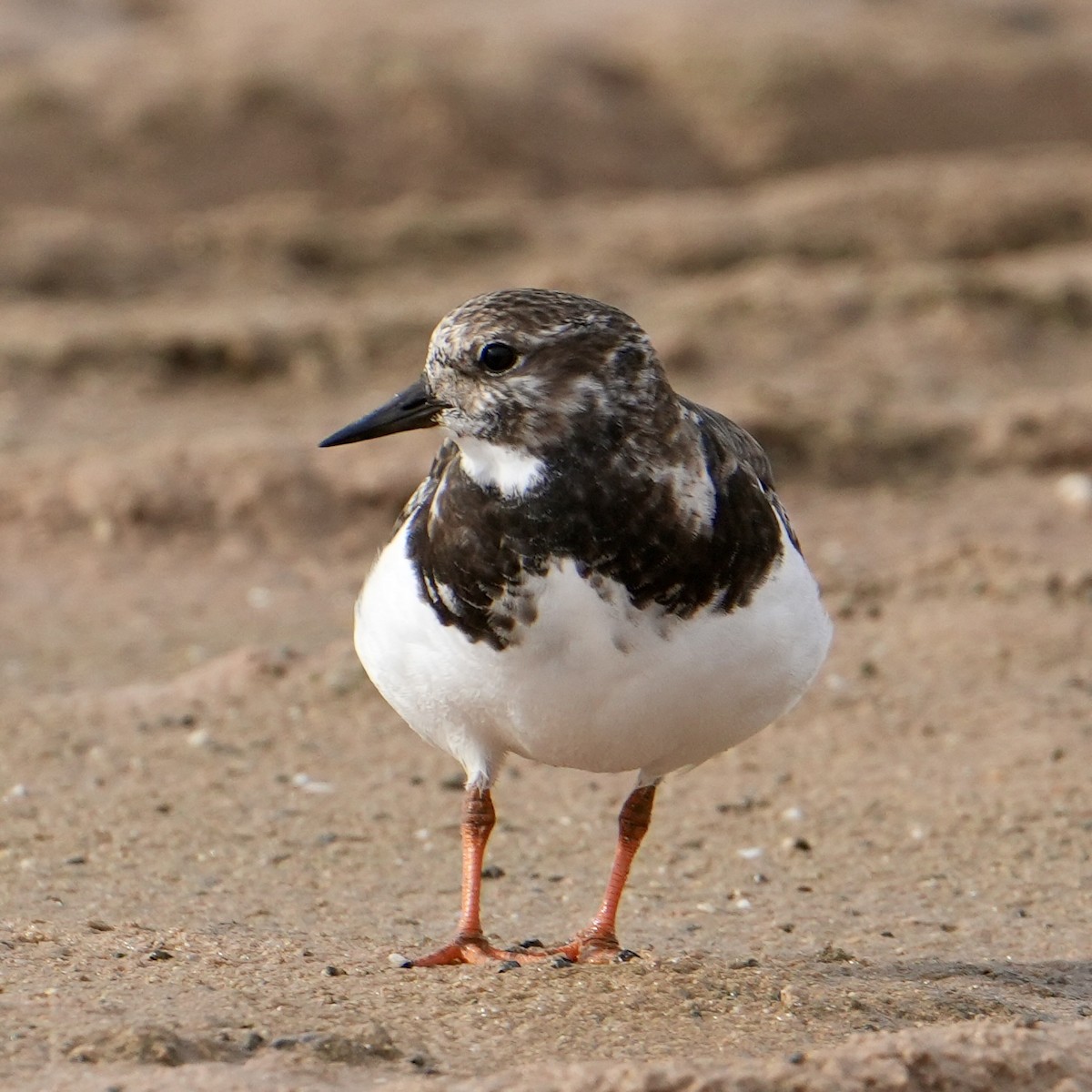 Ruddy Turnstone - ML646311394