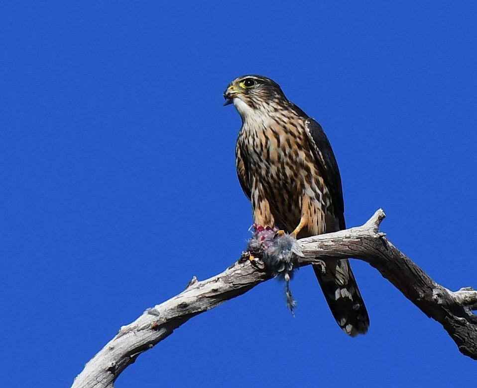 Merlin - ML646311398