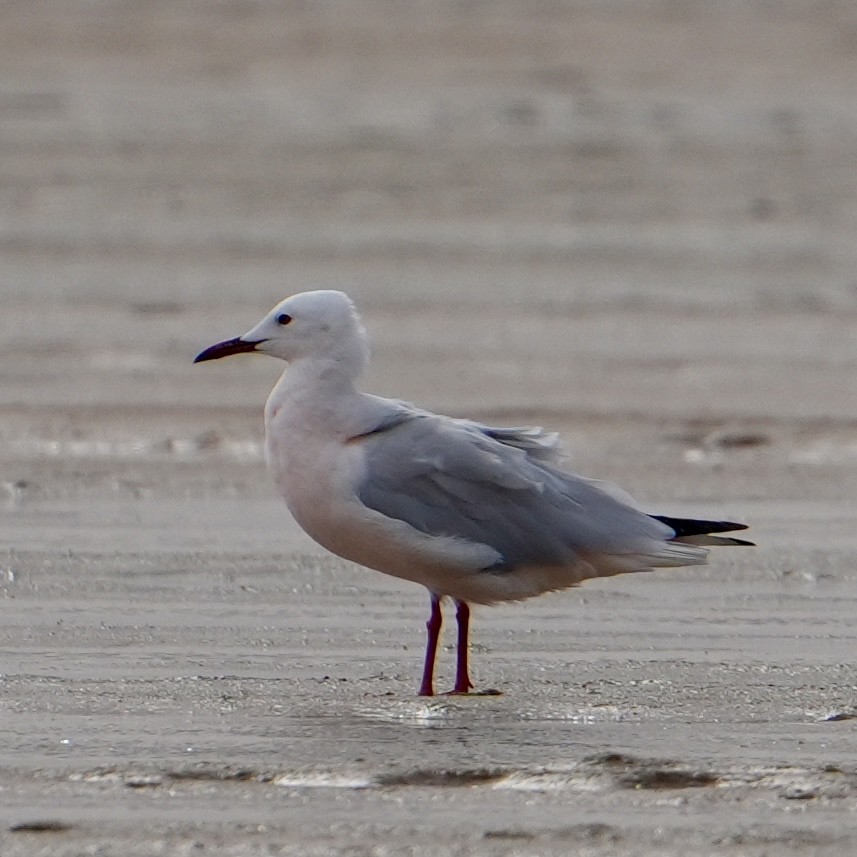 Slender-billed Gull - ML646311402