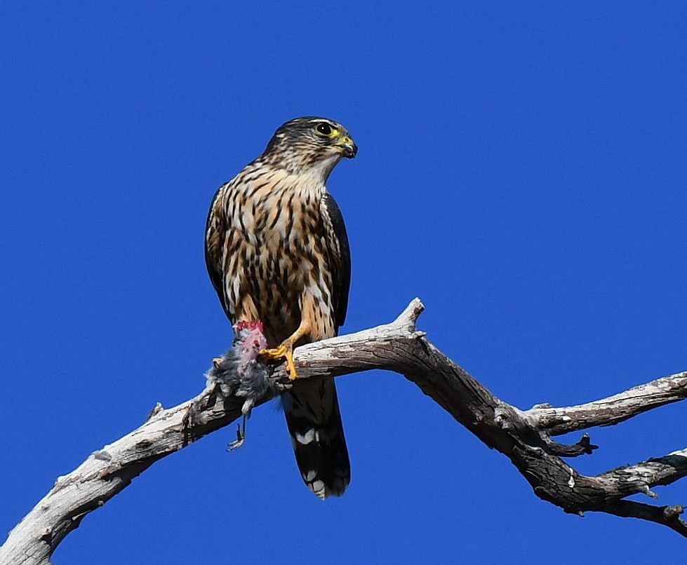 Merlin - ML646311403