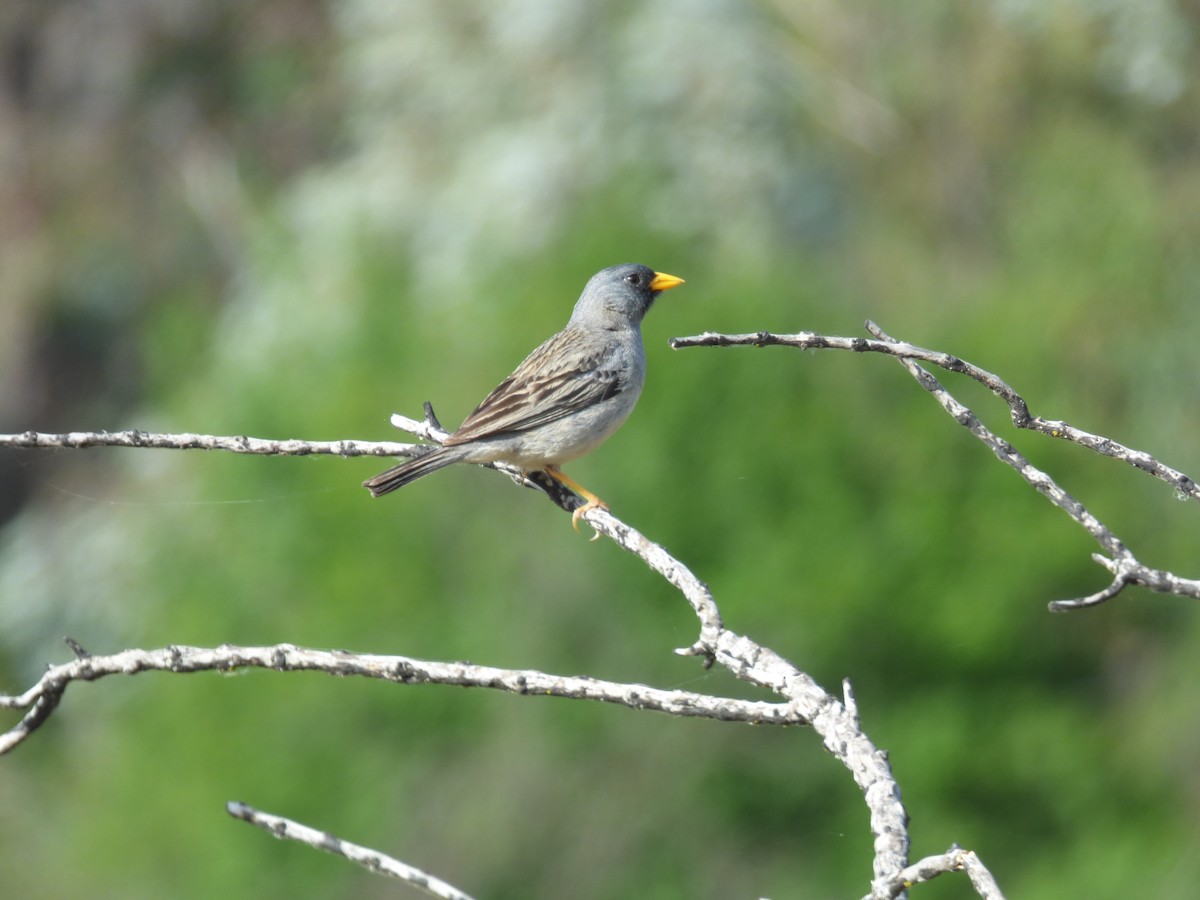Band-tailed Sierra Finch - ML646311407