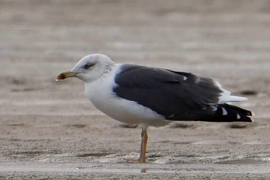 Kaio iluna - ML646311408