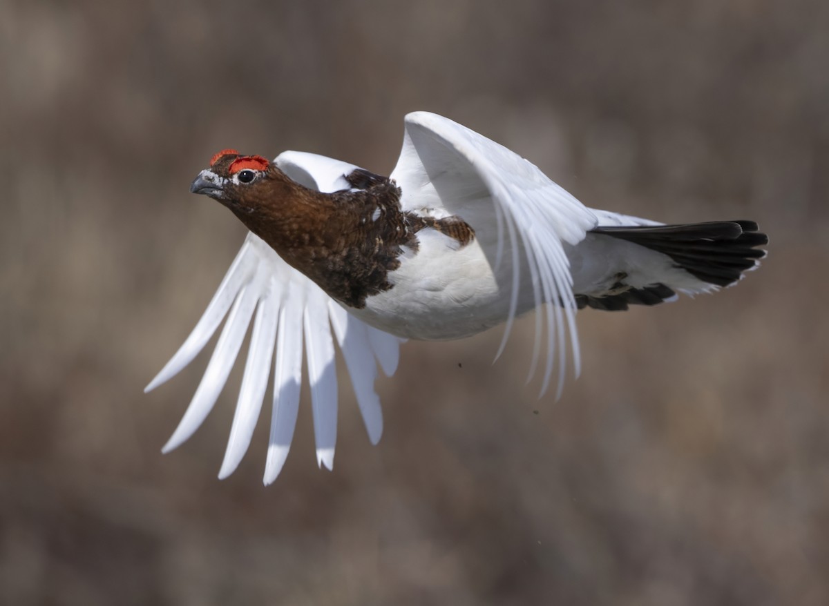 Moorschneehuhn - ML646311409