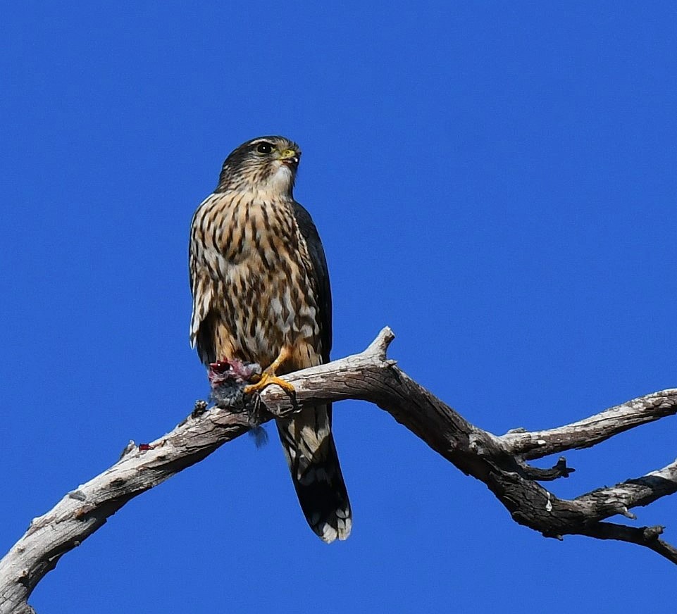 Merlin - ML646311411