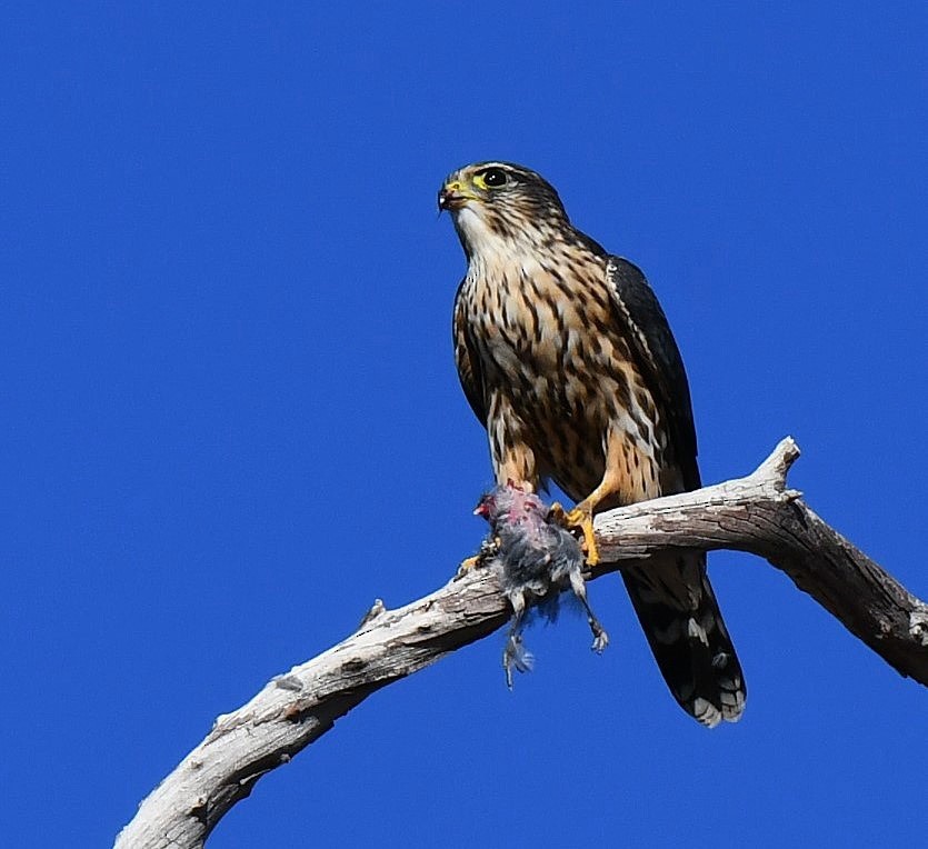 Merlin - ML646311415