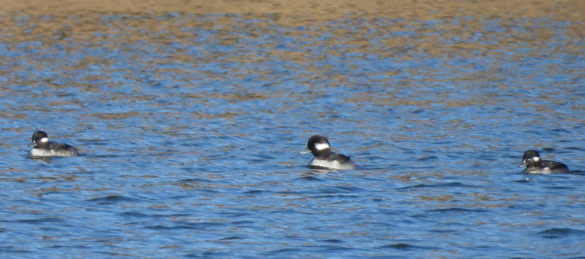 Ak Yanaklı Ördek - ML646311418