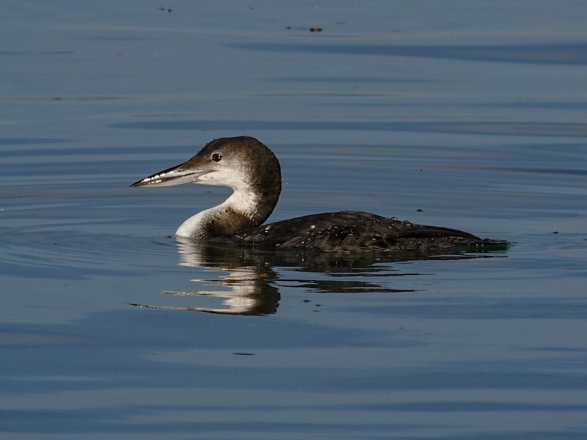 Common Loon - ML646311420