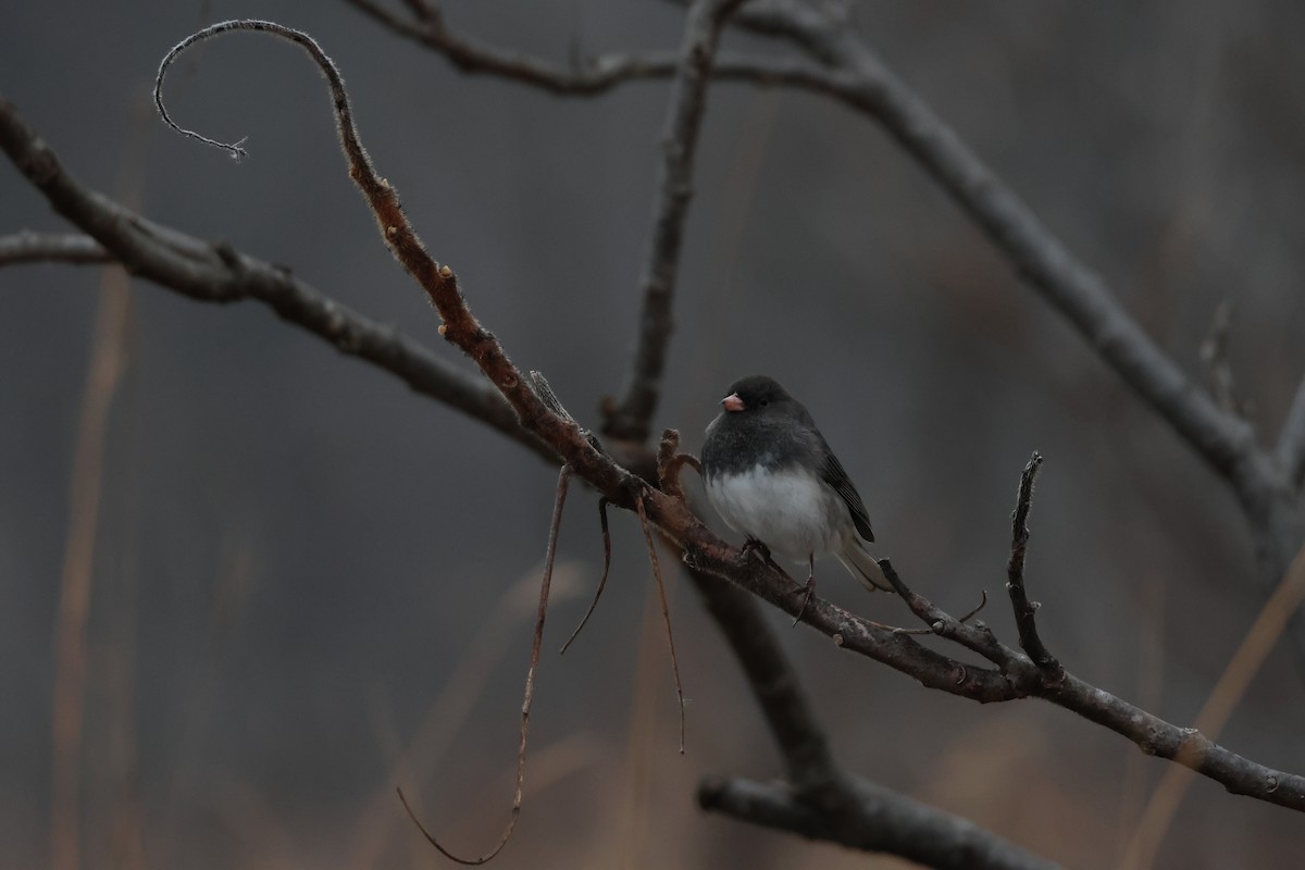 Dark-eyed Junco - ML646311421
