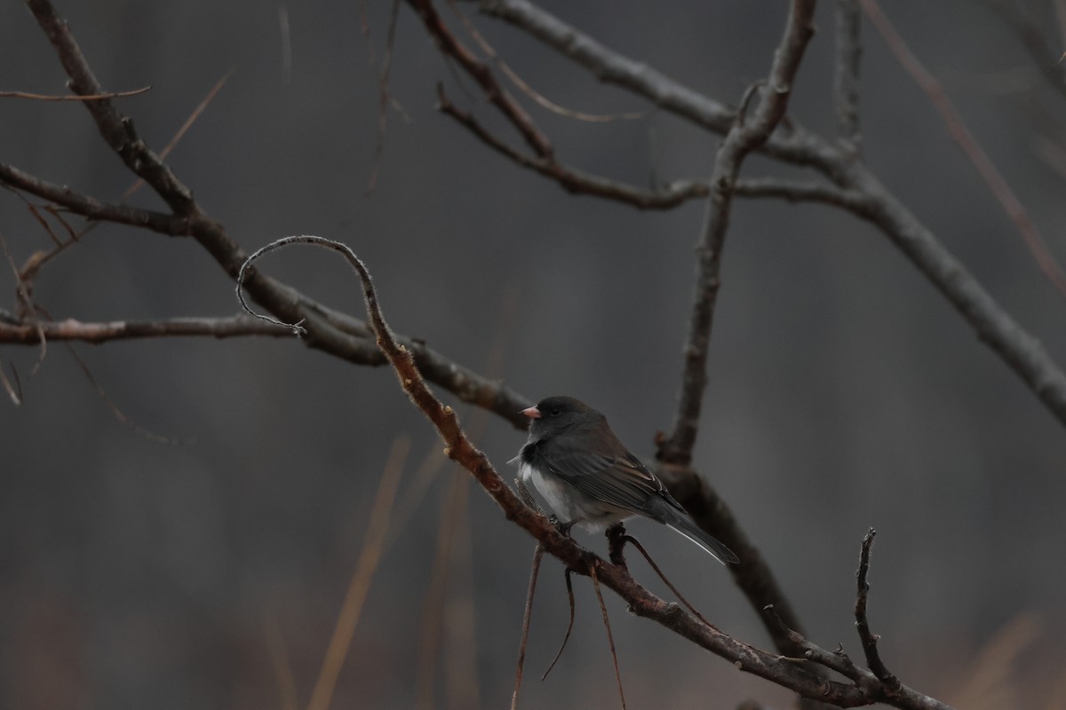 Dark-eyed Junco - ML646311422