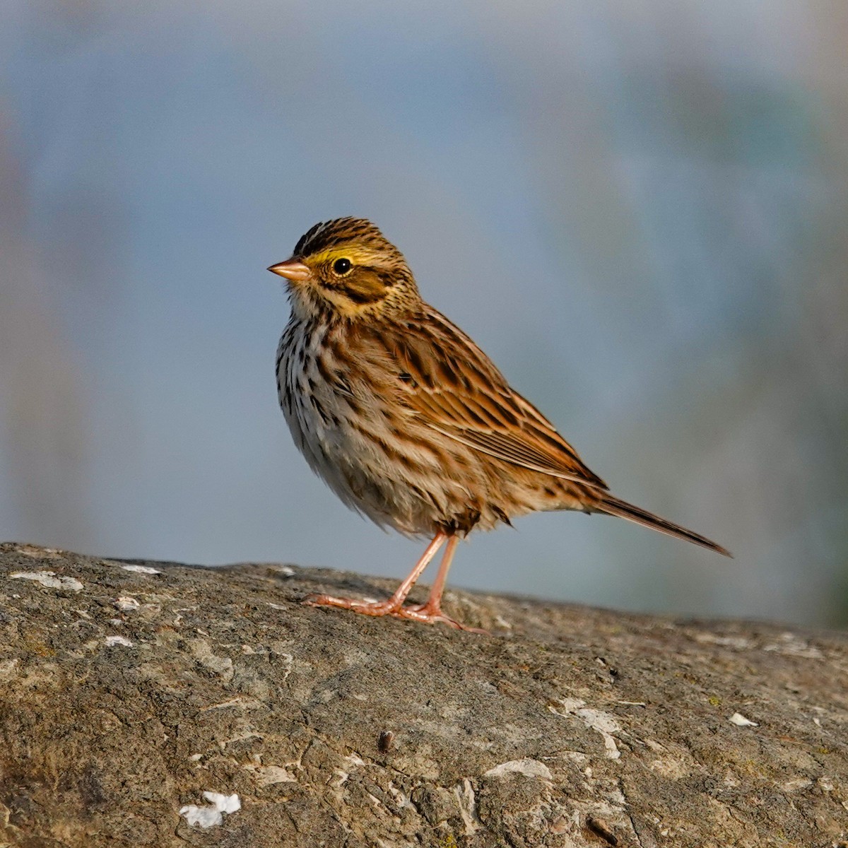 Savannah Sparrow - ML646311424