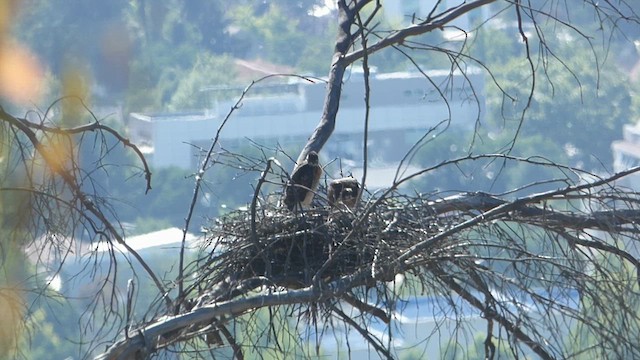 Variable Hawk - ML646311426