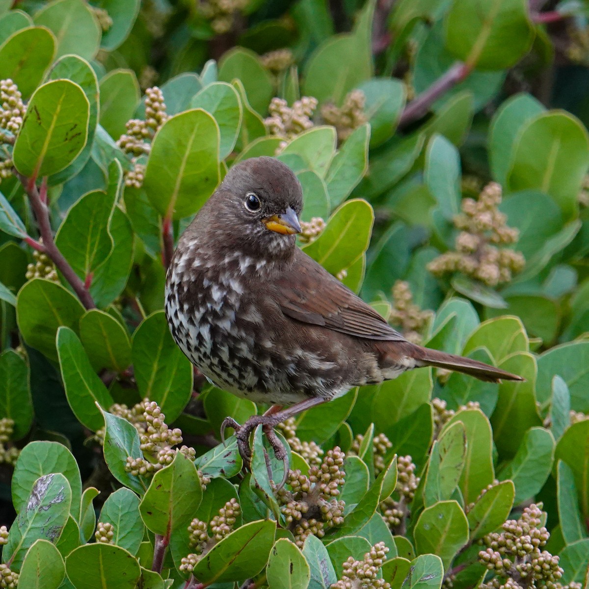Fox Sparrow - ML646311428