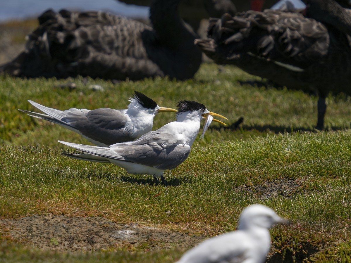Great Crested Tern - ML646311430