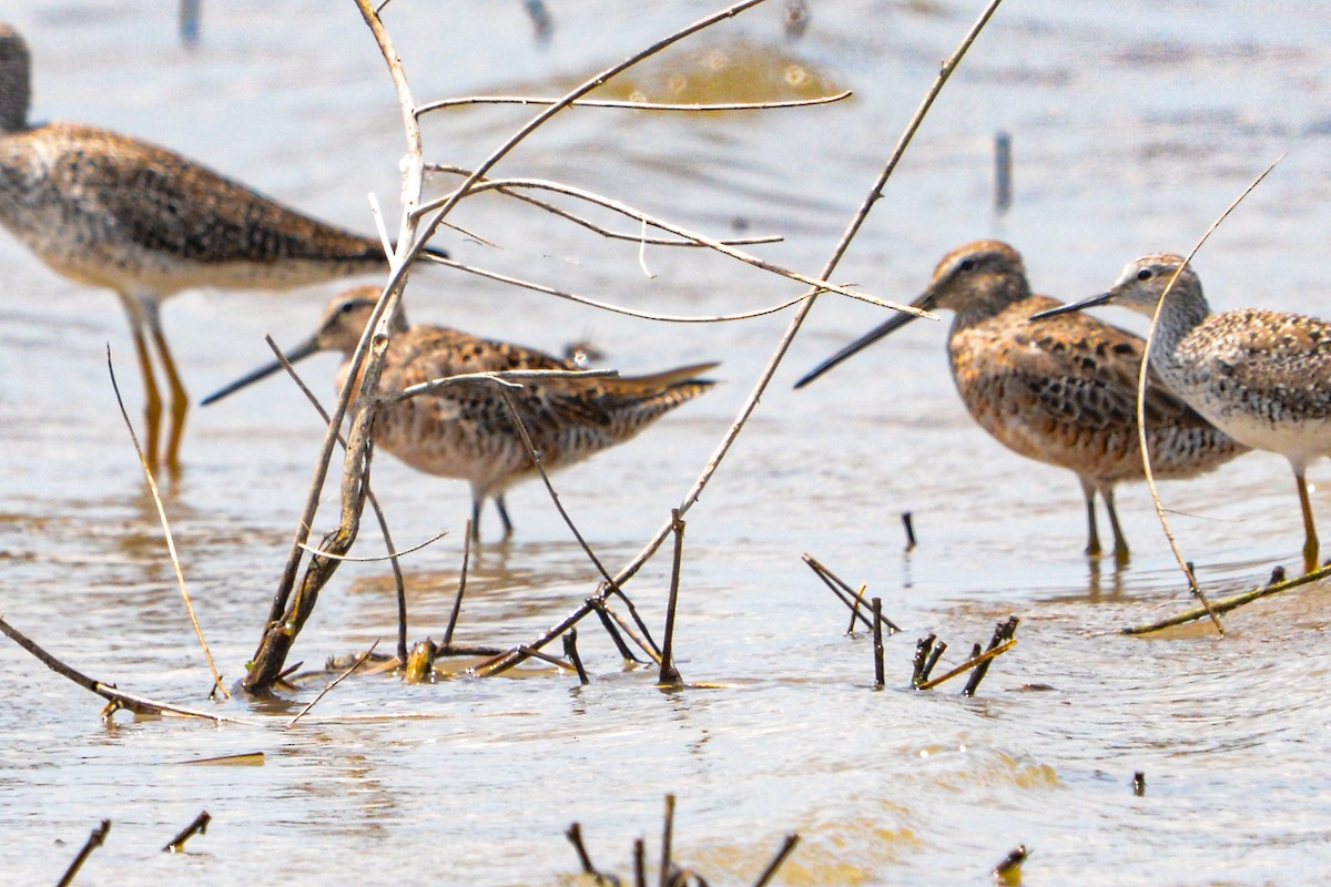 Short-billed Dowitcher - ML646311431