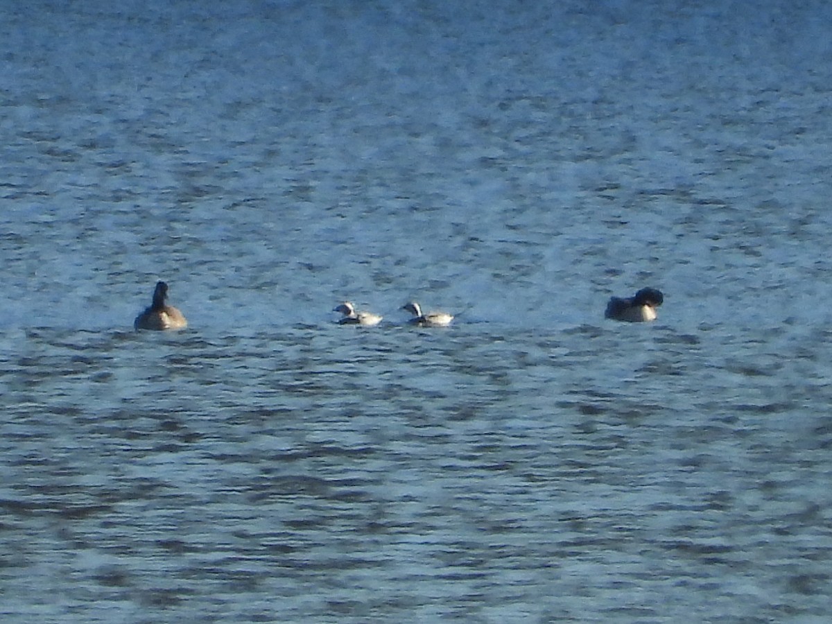Long-tailed Duck - ML646311436