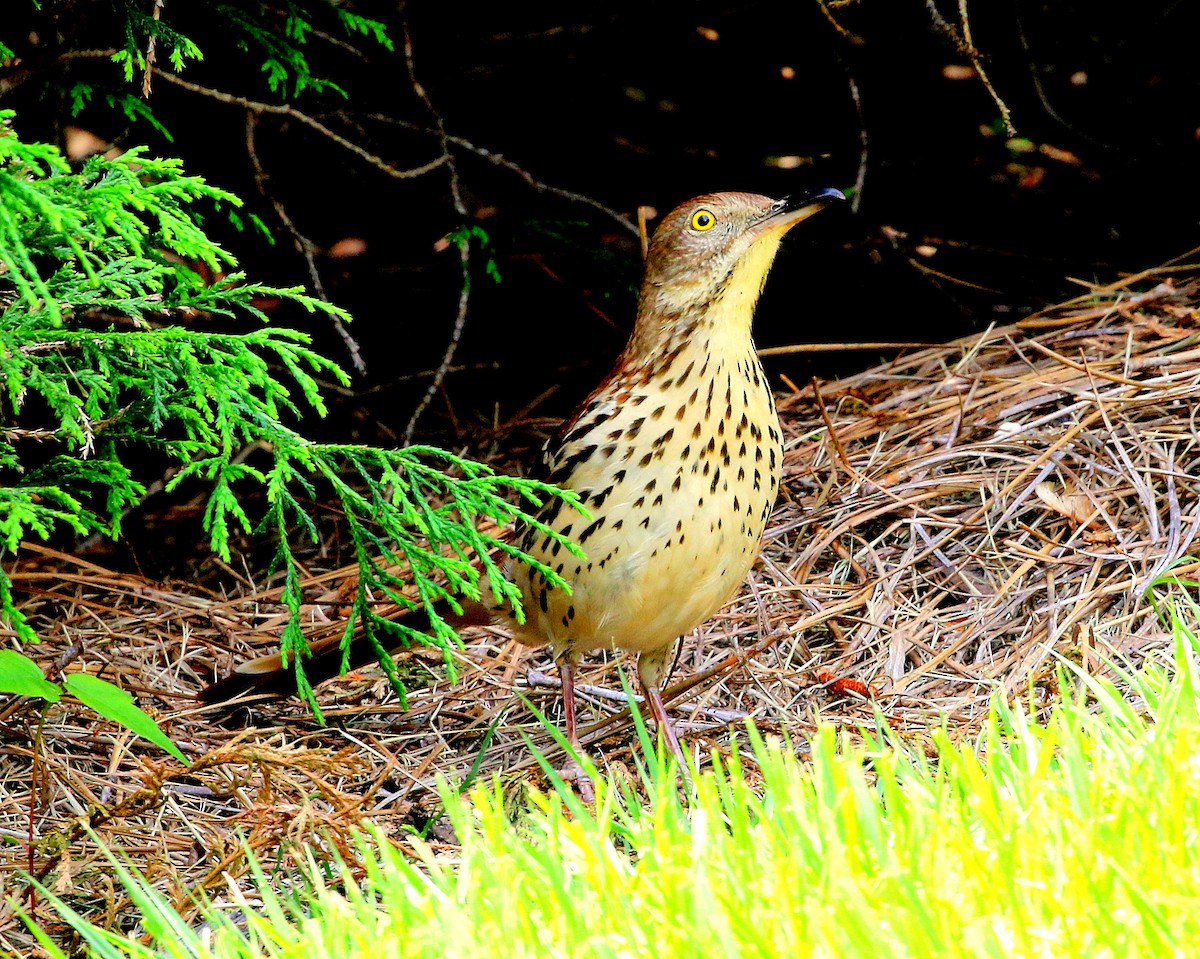 Brown Thrasher - ML646311445