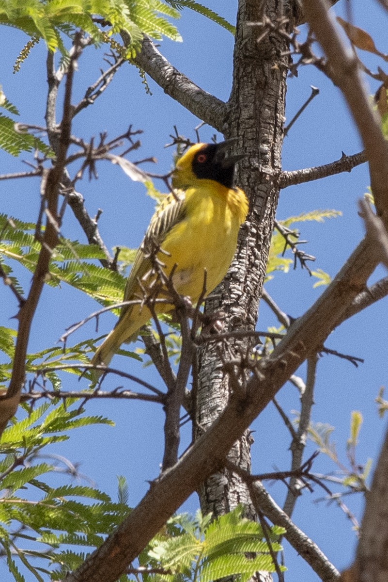 אורג דרומי - ML646311446