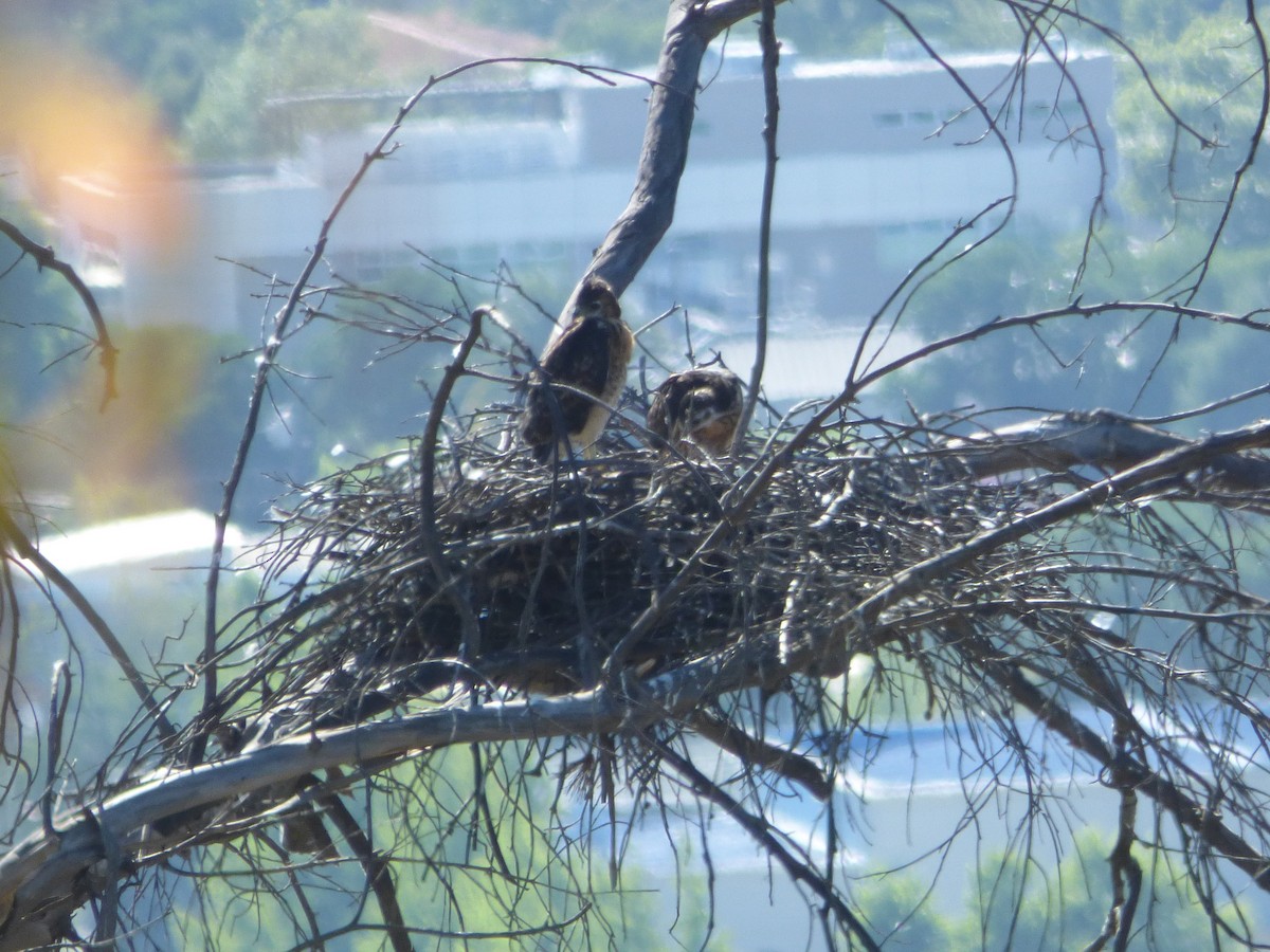 Variable Hawk - ML646311447