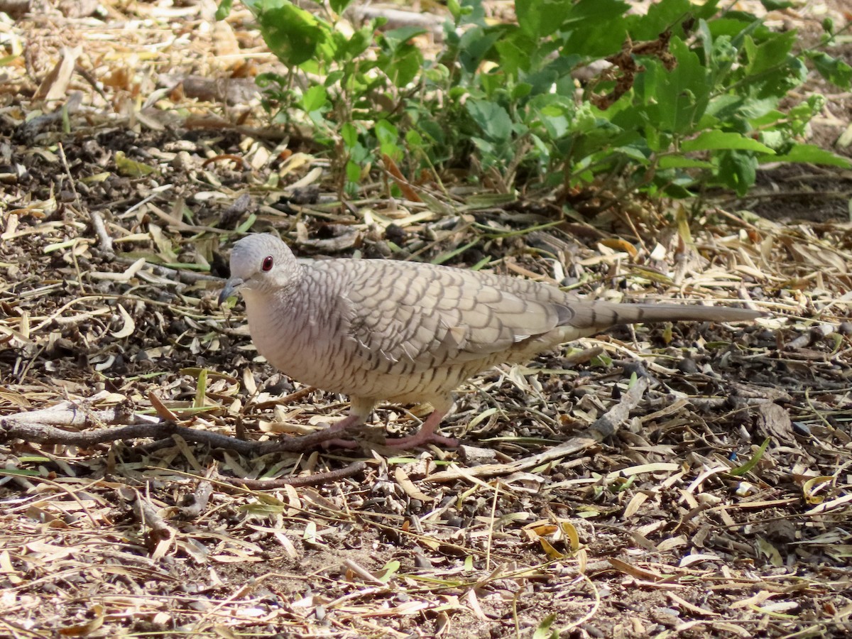 Inca Dove - ML646311448