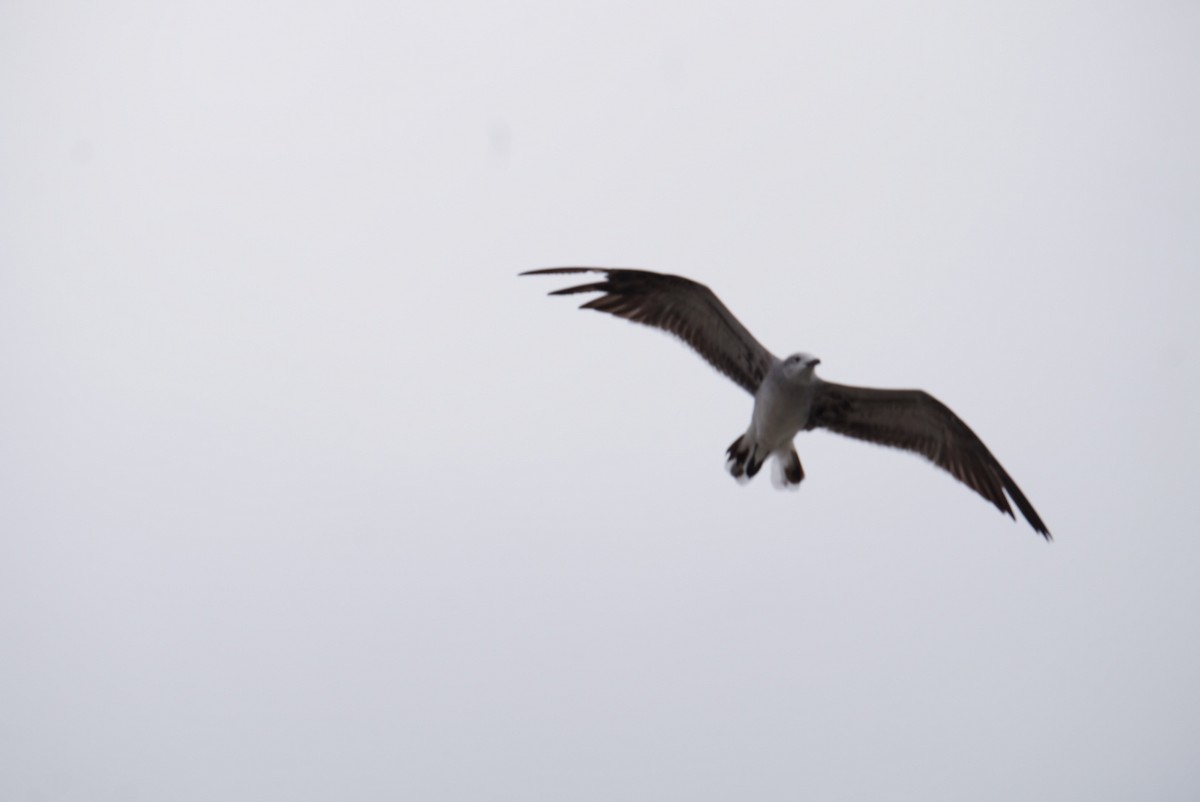 Gabbiano sghignazzante - ML646311452