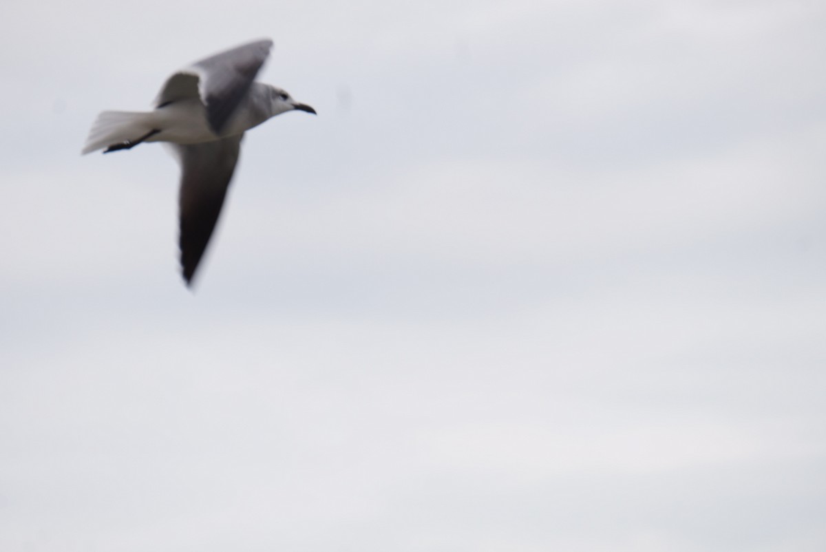 Gabbiano sghignazzante - ML646311453