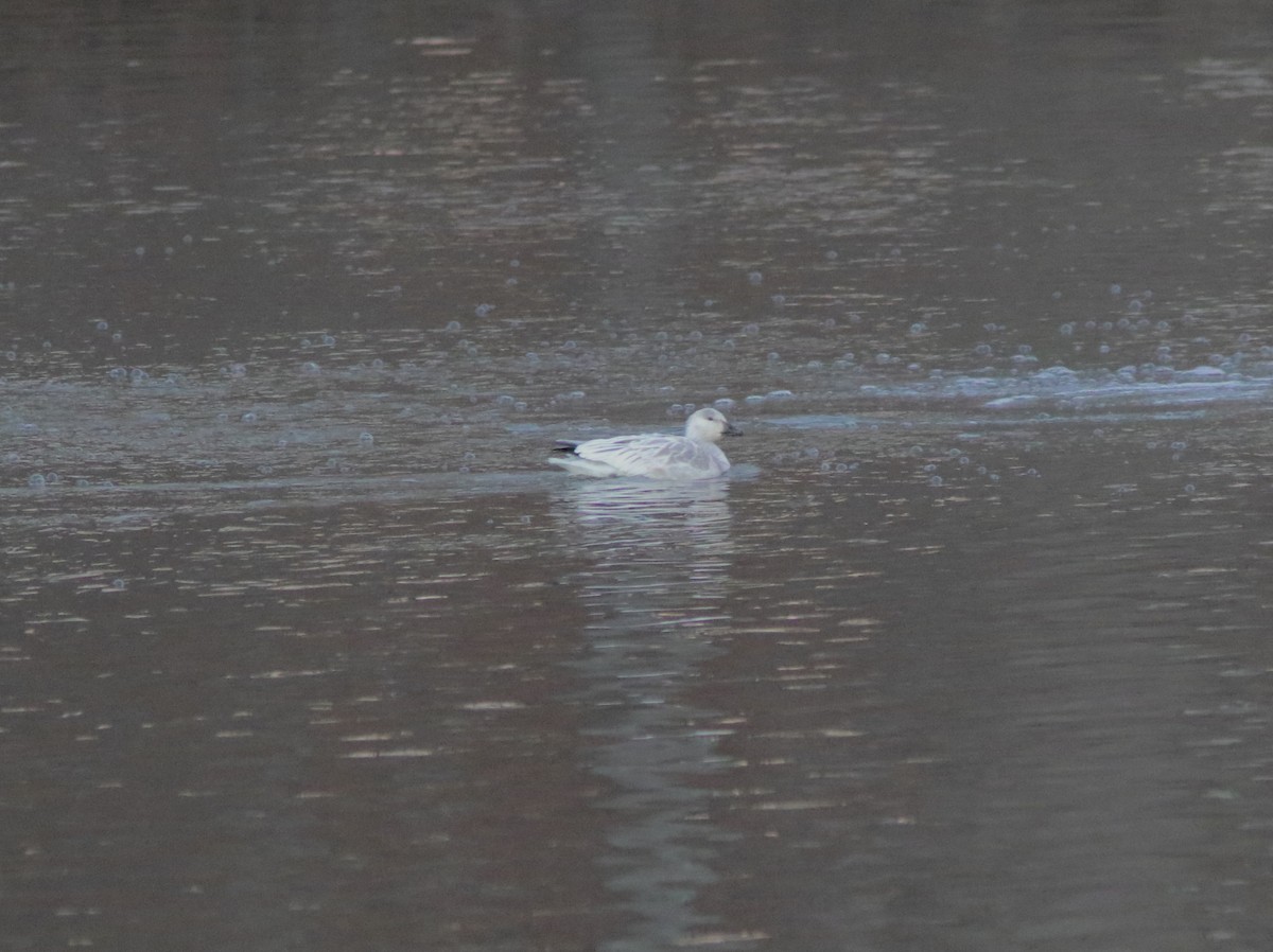 Snow Goose - ML646311454