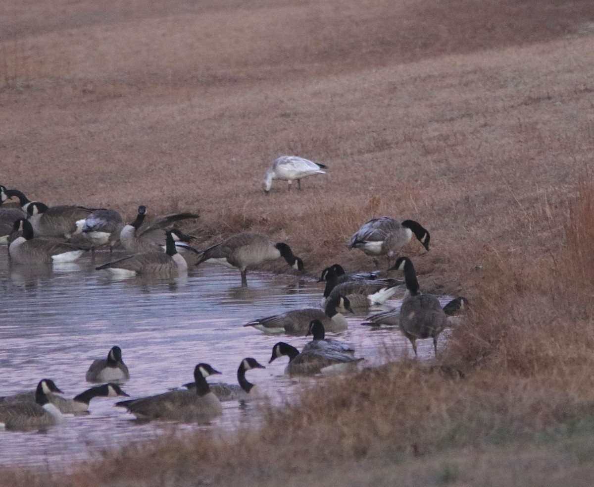 Snow Goose - ML646311455