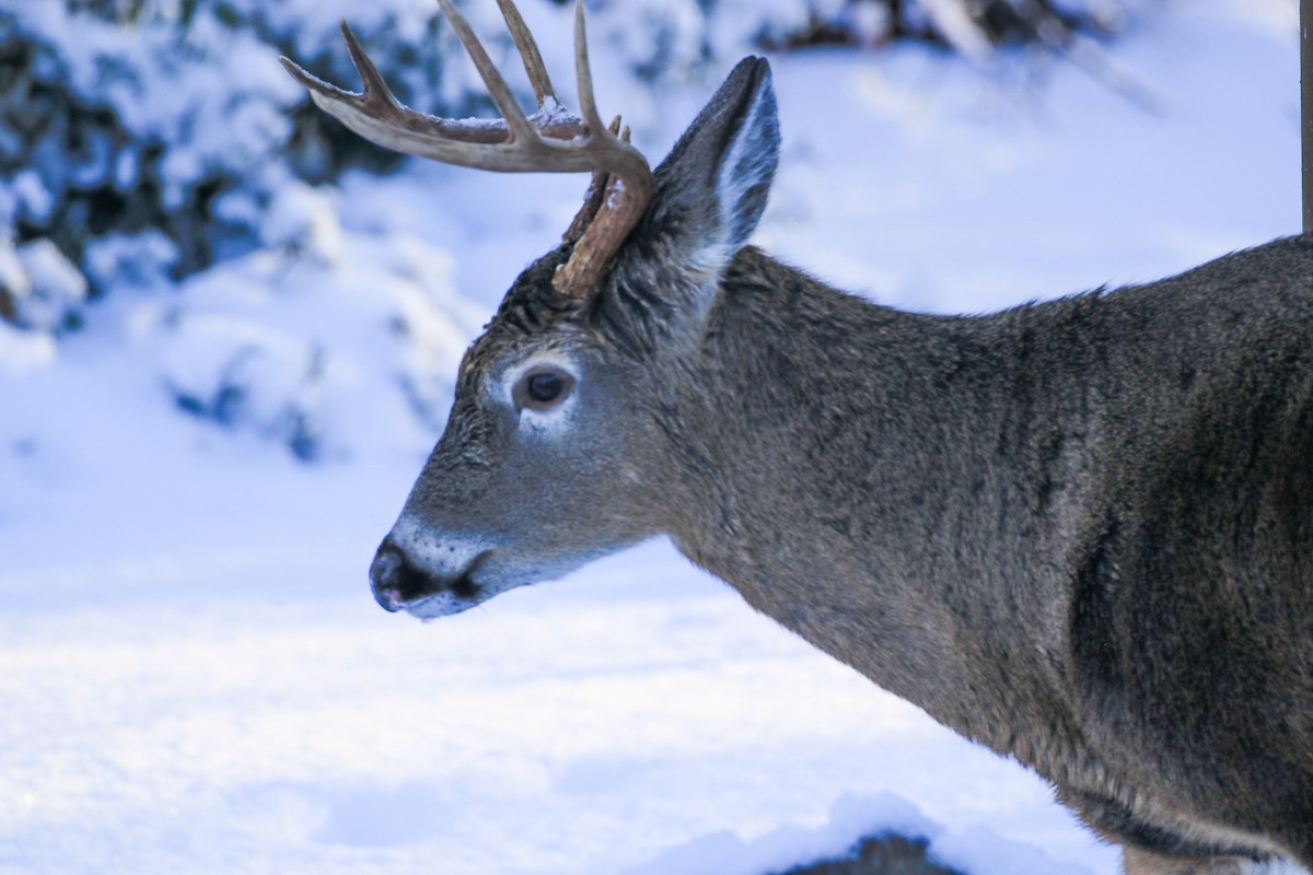White-tailed Deer - ML646311463