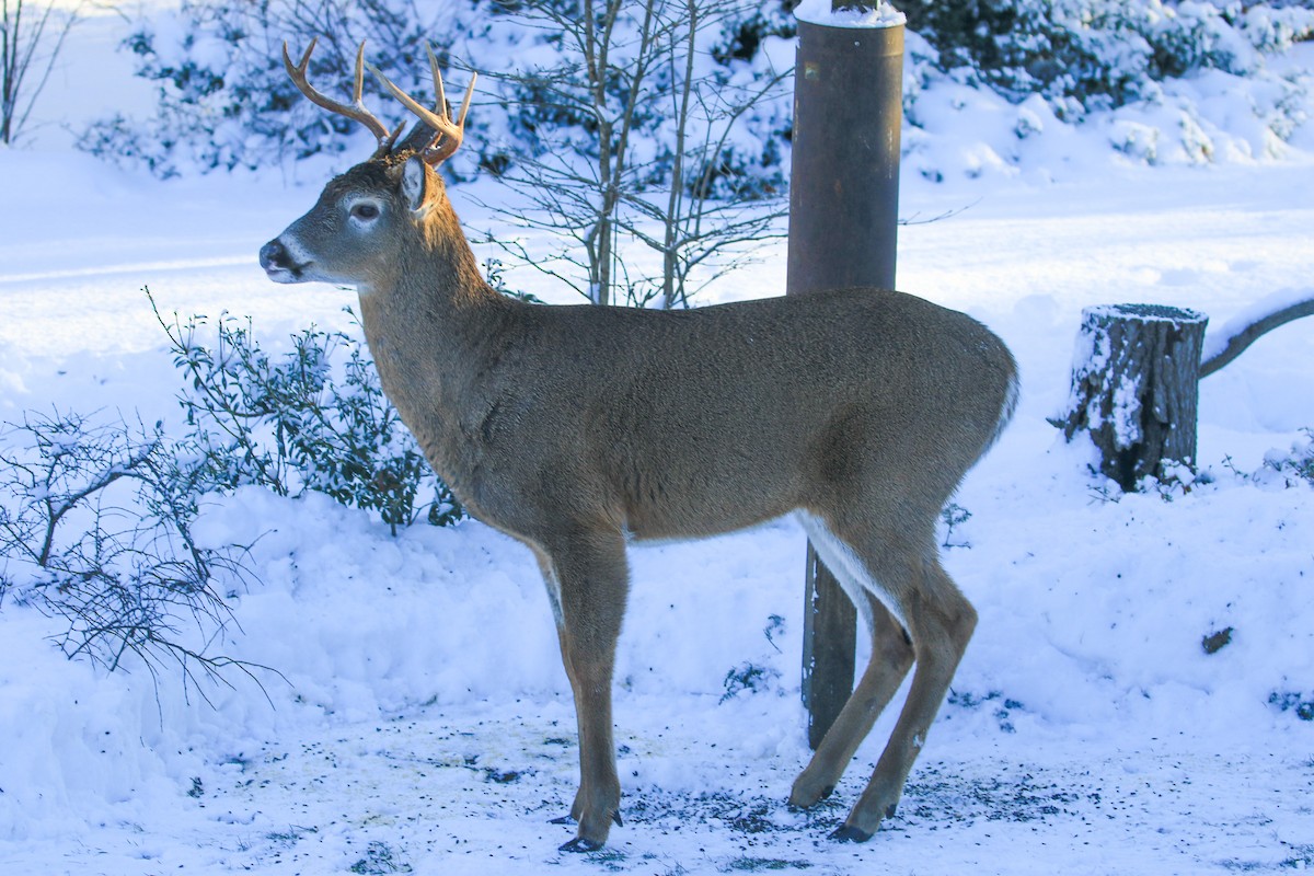 White-tailed Deer - ML646311465