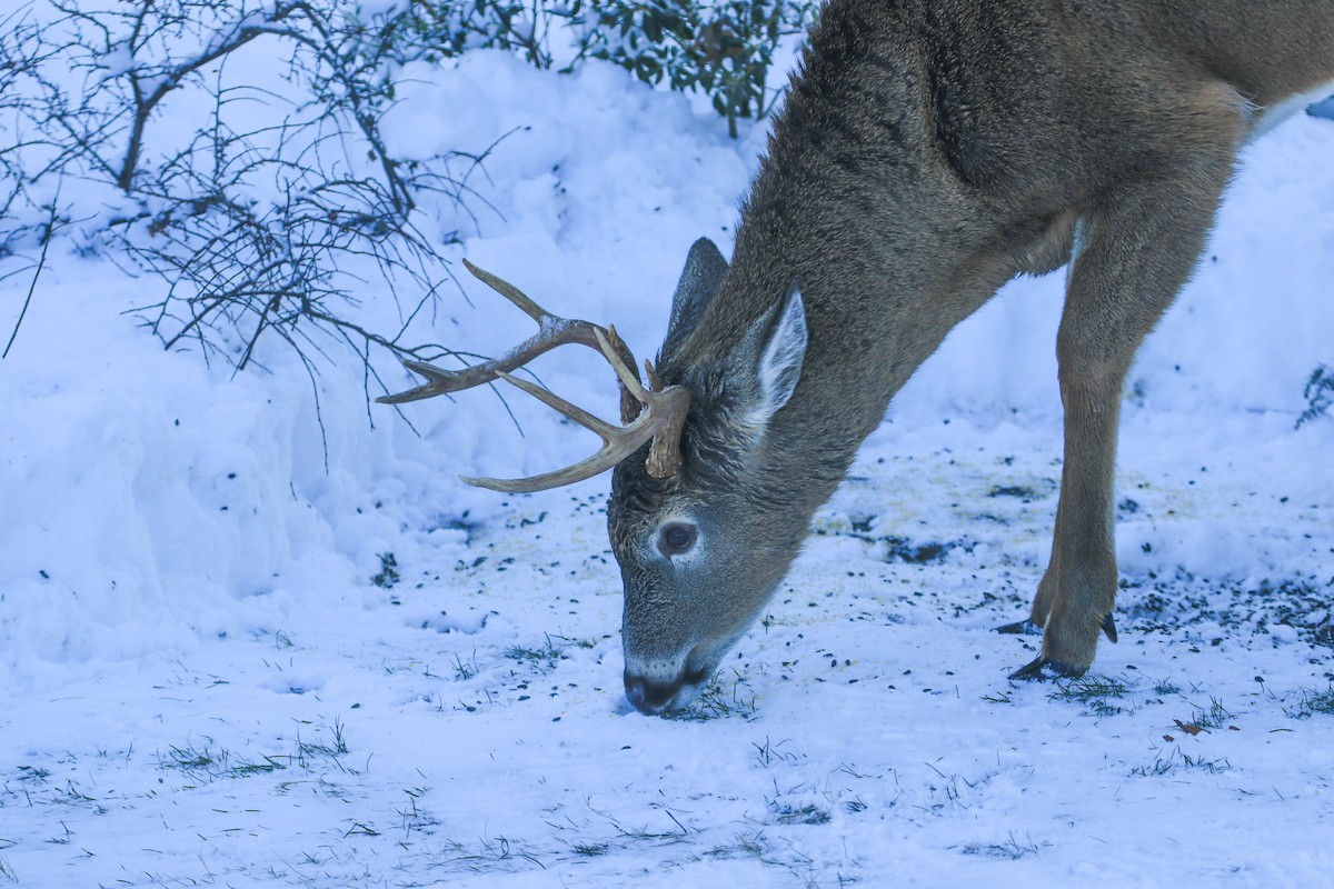 White-tailed Deer - ML646311468