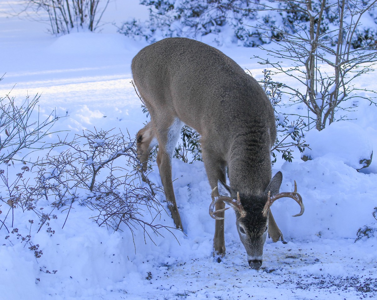 White-tailed Deer - ML646311474