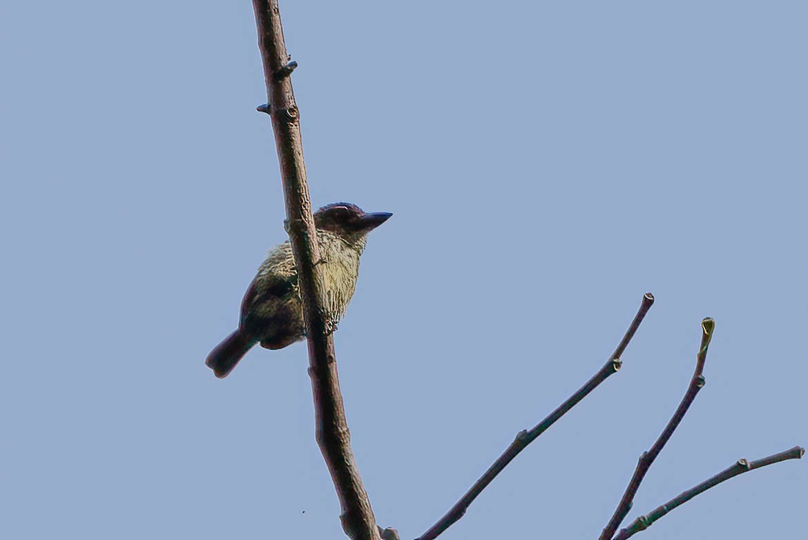 Speckled Tinkerbird - ML646311476