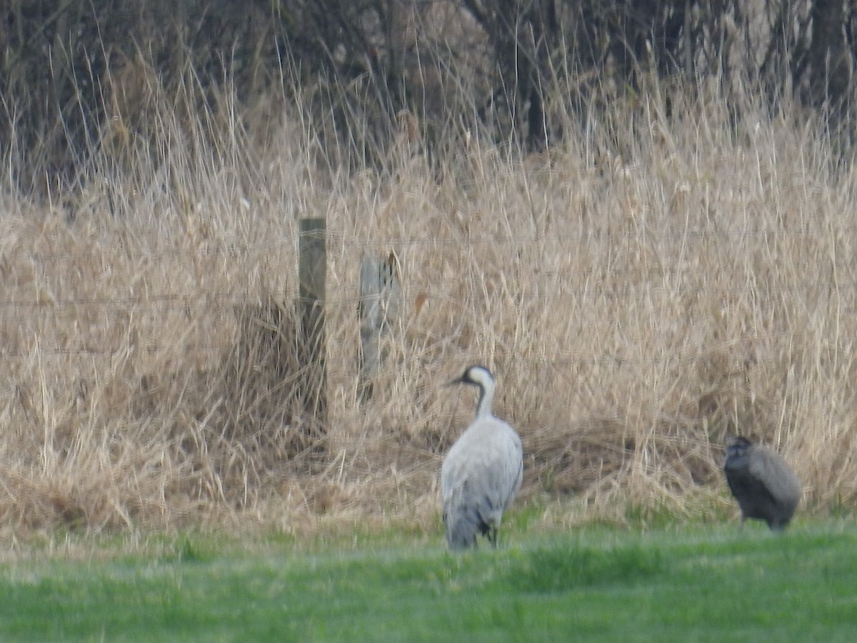 Журавель сірий - ML646311477
