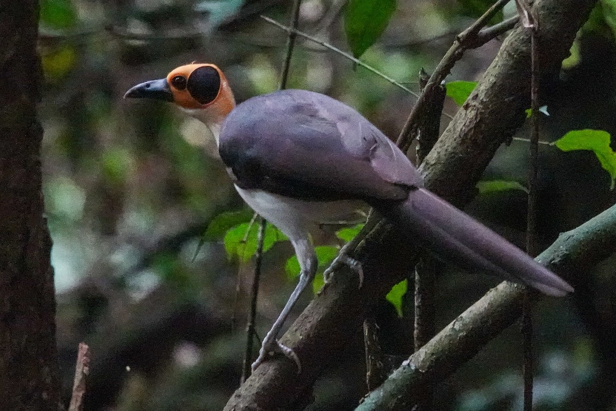 Gelbkopf-Felsenhüpfer - ML646311478