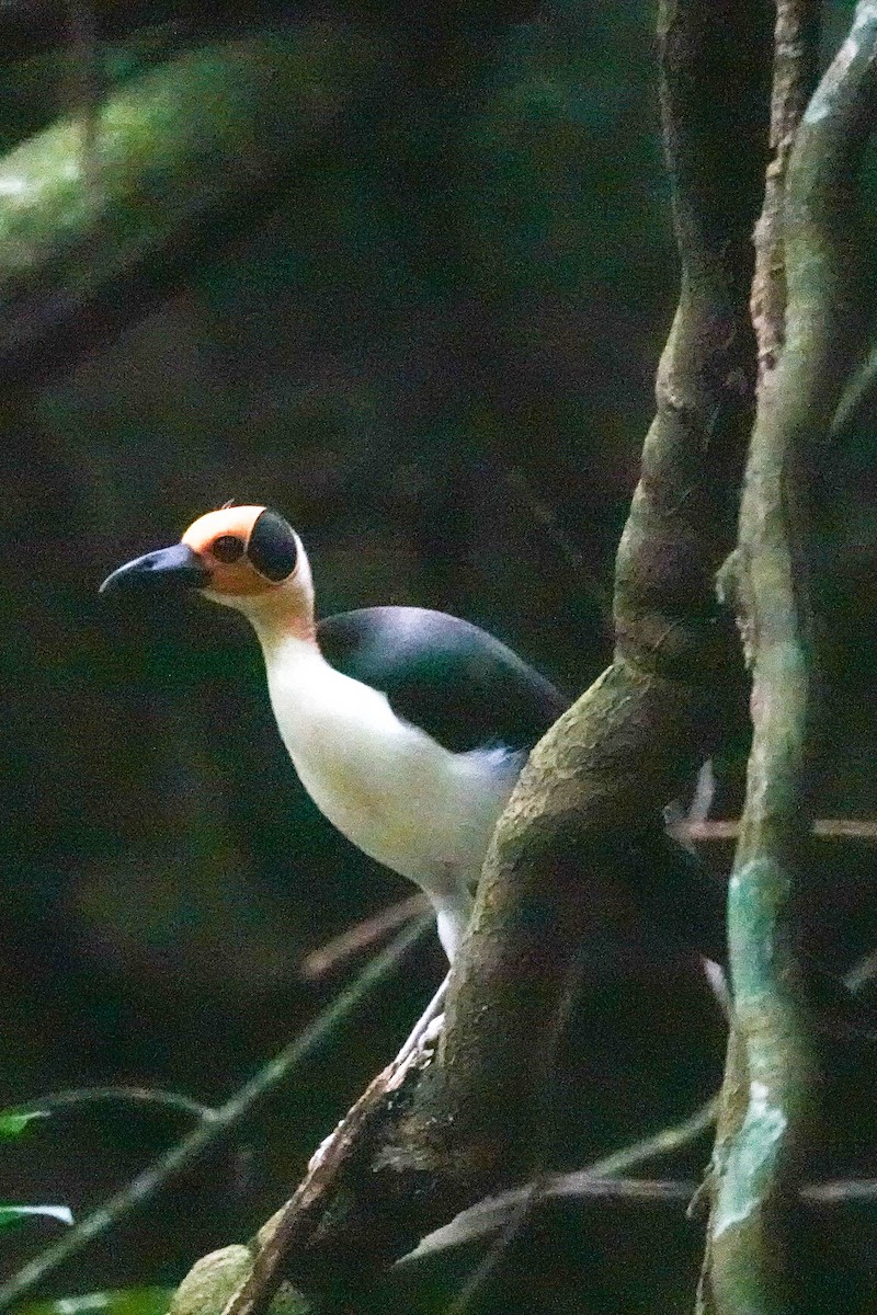 Gelbkopf-Felsenhüpfer - ML646311479