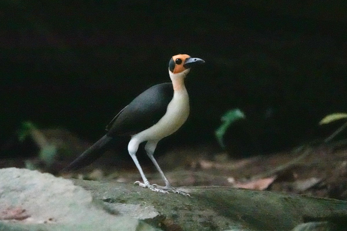 Gelbkopf-Felsenhüpfer - ML646311480