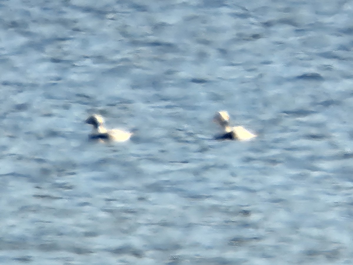 Long-tailed Duck - ML646311486