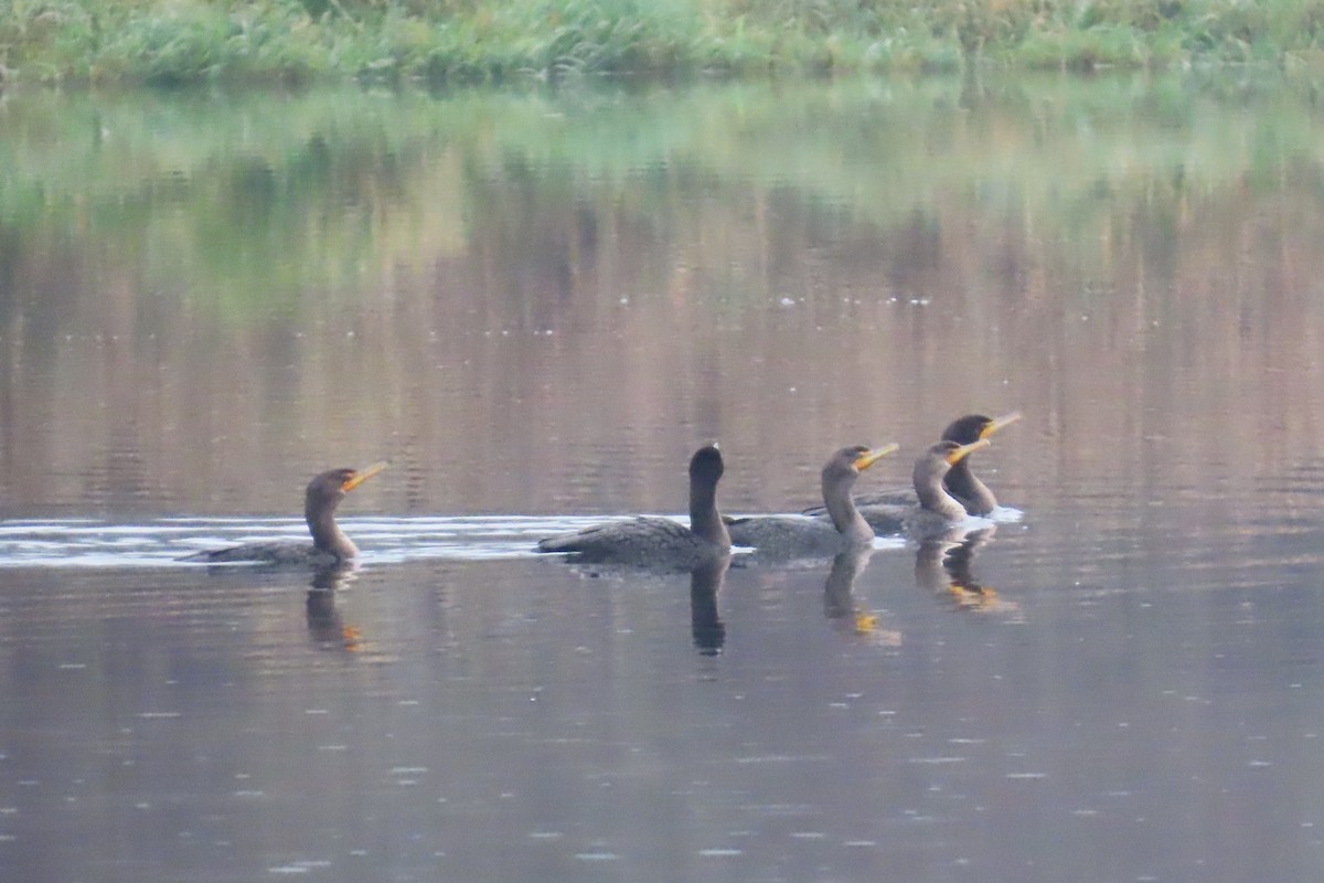 Double-crested Cormorant - ML646311487