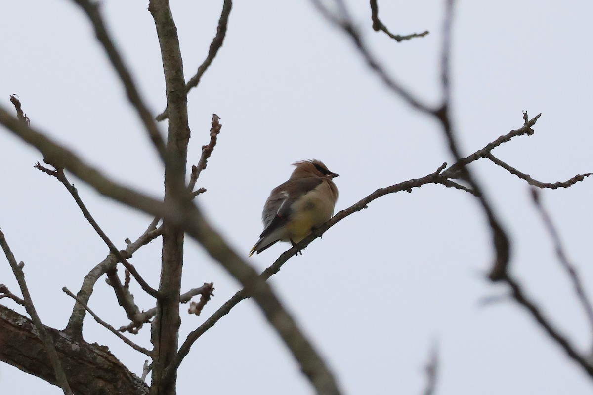 ヒメレンジャク - ML646311495