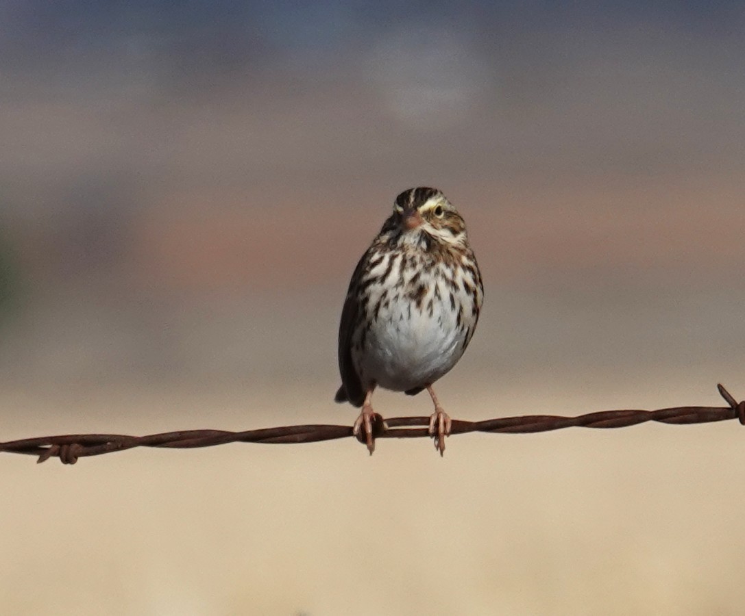 Savannah Sparrow - ML646311496