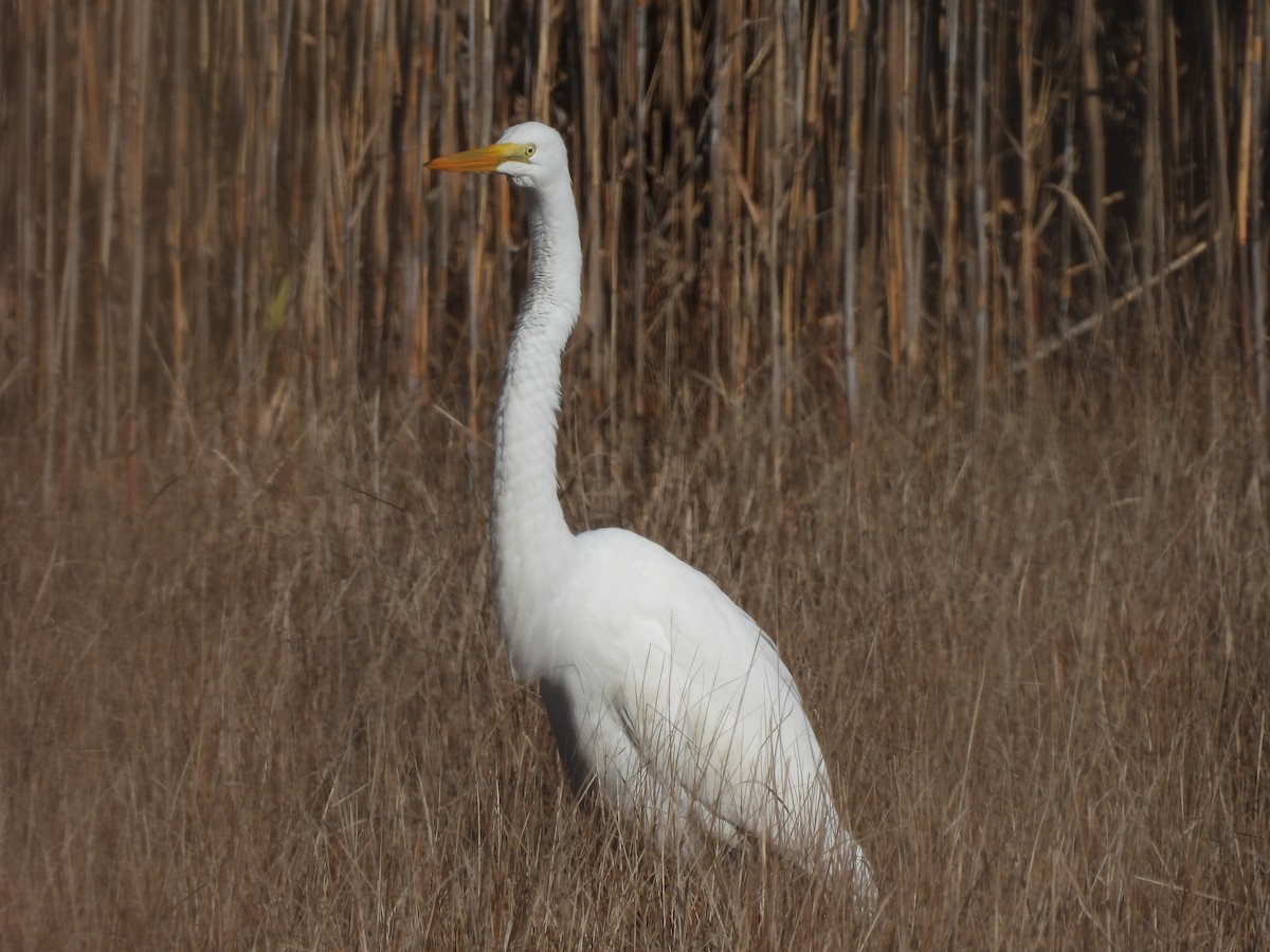 Büyük Ak Balıkçıl - ML646311497