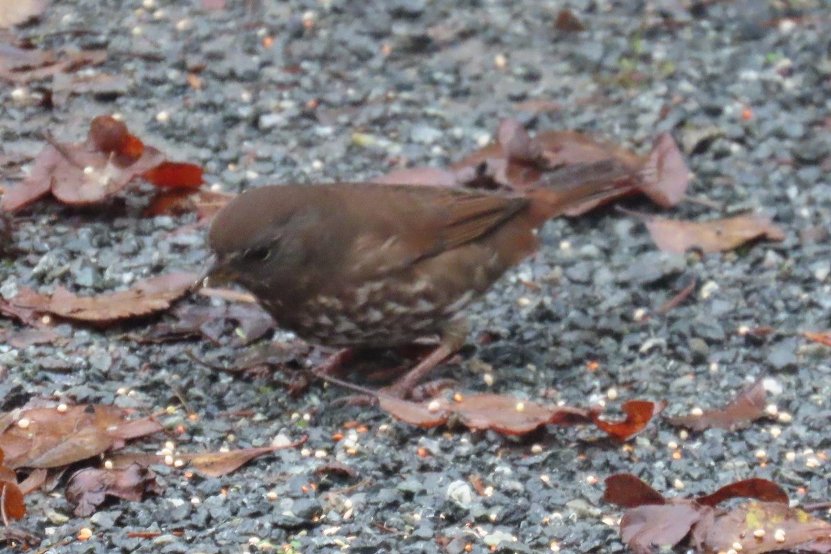 Fox Sparrow - ML646311504