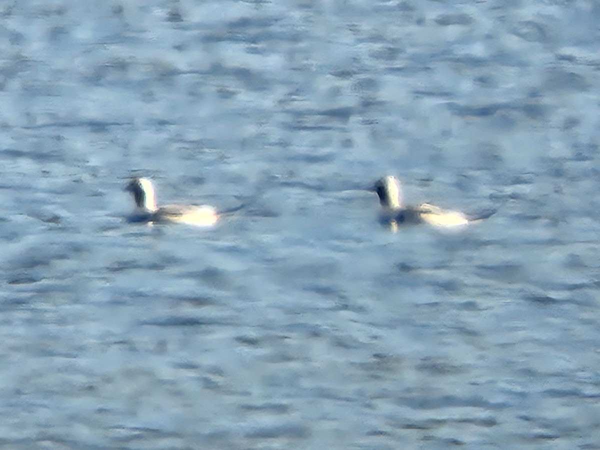 Long-tailed Duck - ML646311505