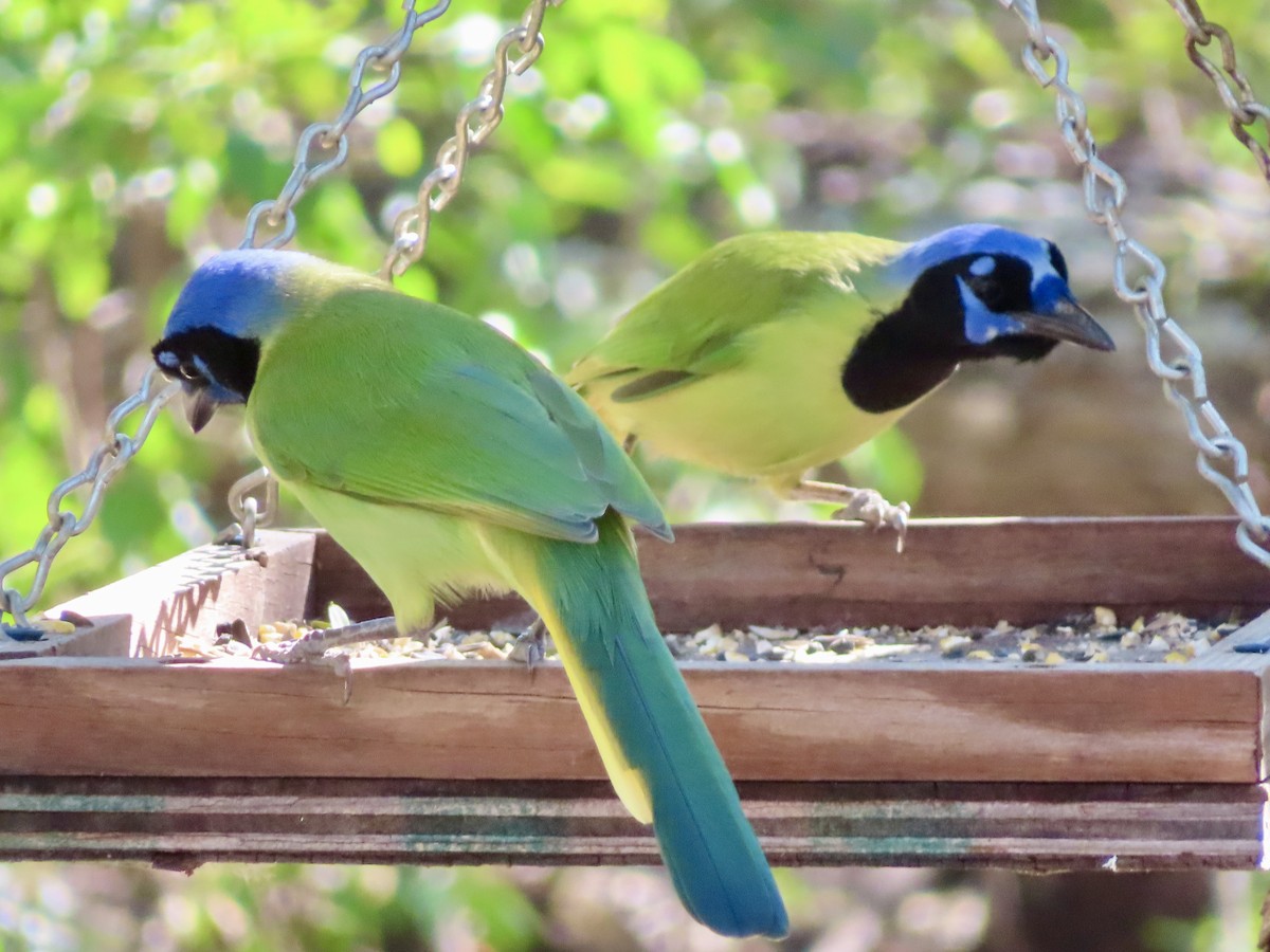 Geai vert - ML646311506