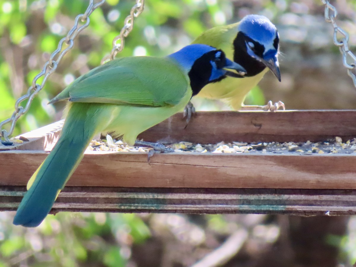 Geai vert - ML646311507