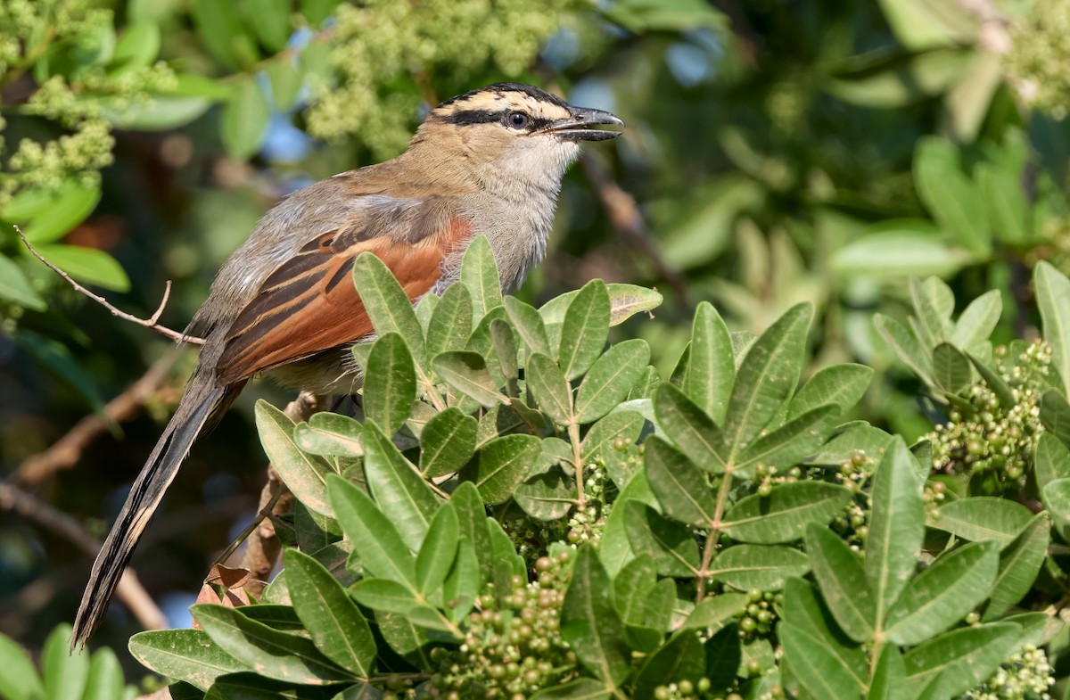 Black-crowned Tchagra - ML646311516