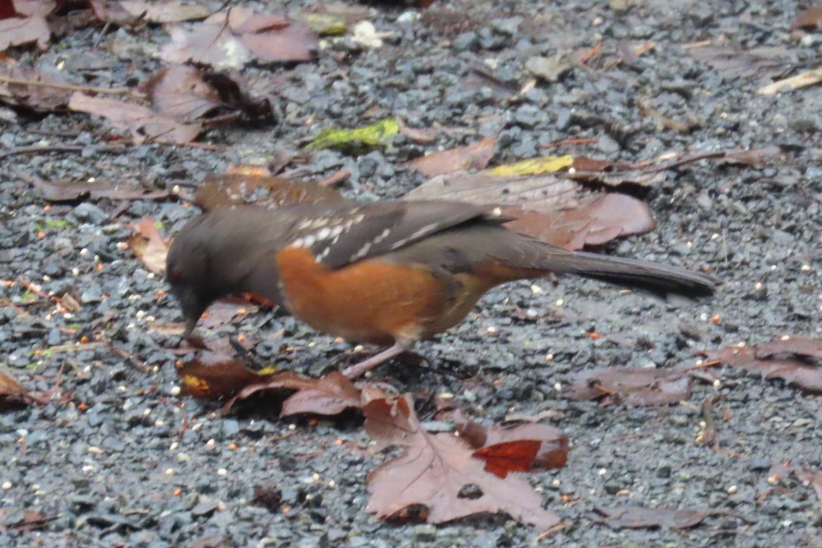 Spotted Towhee - ML646311520