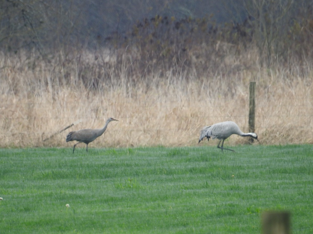 Журавель сірий - ML646311522