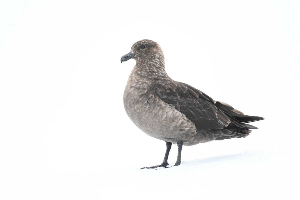 South Polar Skua - ML646311523
